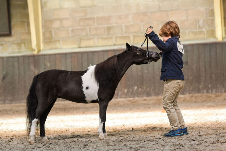 American Miniature Horse © Linn Lemmeke
